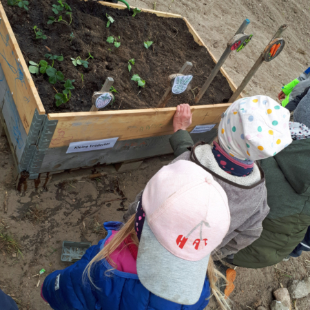 Kinder entdecken Gemüsepflanzen