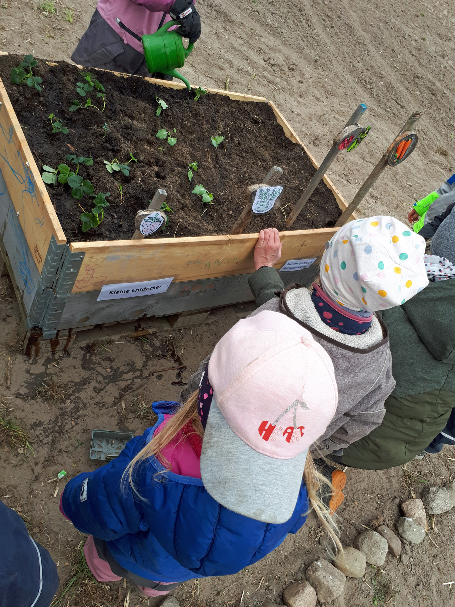 Kinder entdecken Gemüsepflanzen