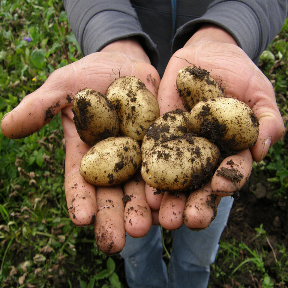 Geerntete Kartoffeln in der Hand